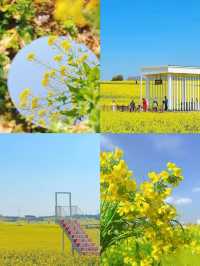 四五月份雲南·羅平賞花攻略！