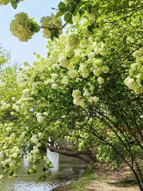 Explore the Stunning Hydrangea Waterfall at Xixi Wetland with Free Route Options