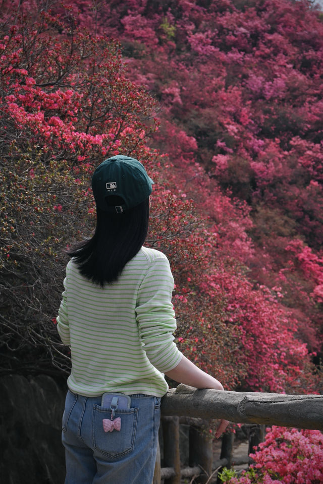 木蘭雲霧山紅喇！4月2日實拍！