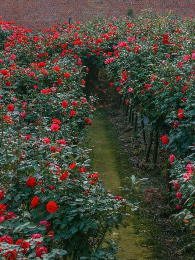 花海玫瑰花