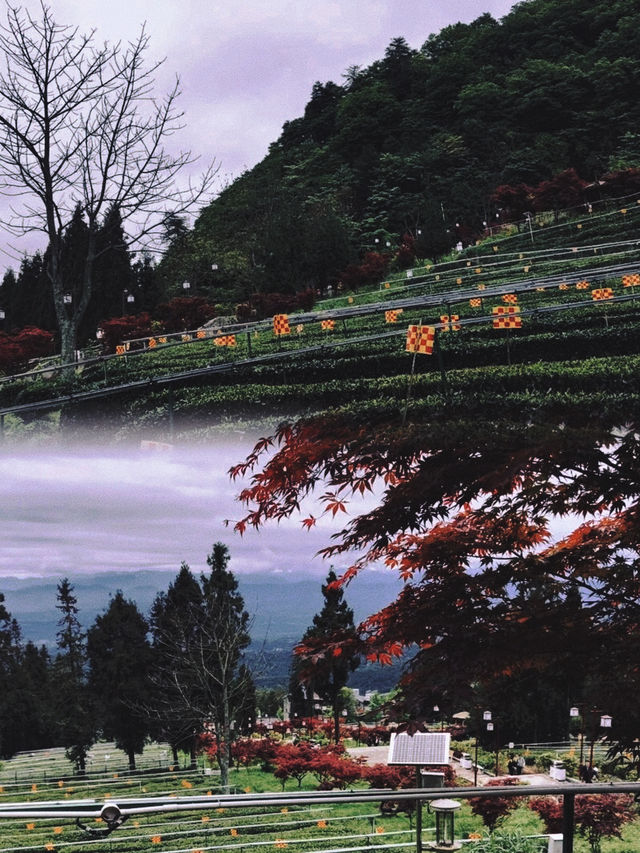 雲頂茶鄉 | 巴中南江嘅世外桃源，一篇解鎖茶園慢生活攻略