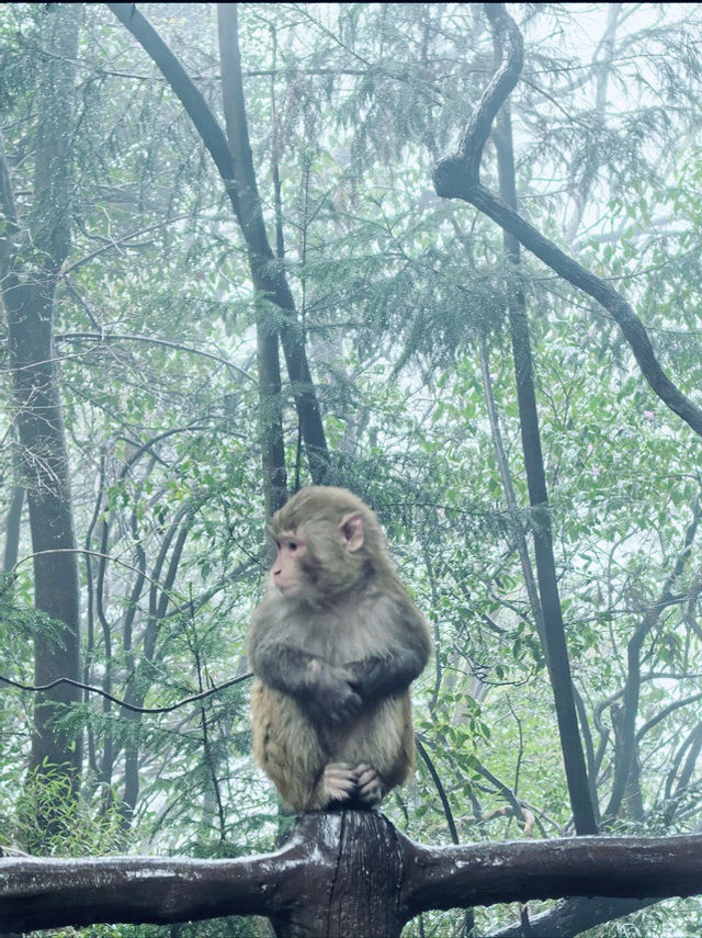 張家界｜奇幻山水間的冒險之旅