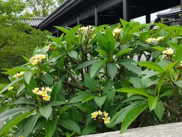 佛誕日在慈山寺：一場心靈的洗滌