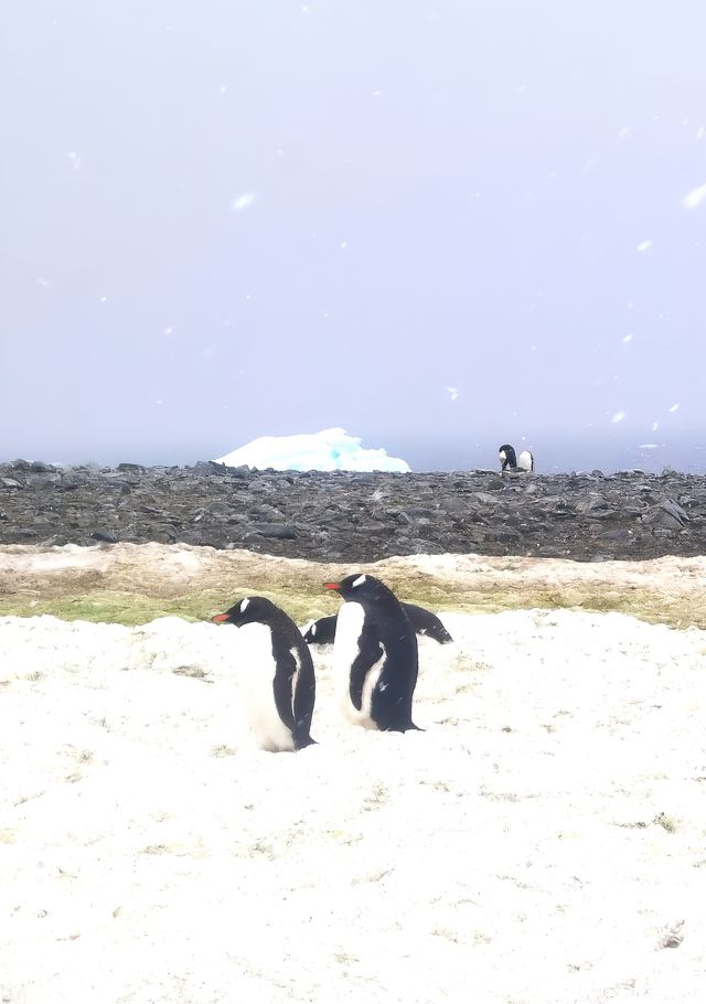 登陸南極龍尼島