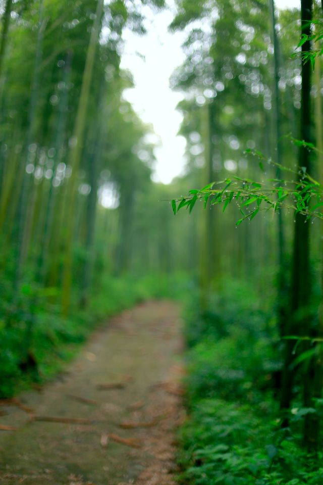 逃離繁囂～去莫干山ZAN親子民宿治癒度假