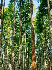 Hunan Botanical Garden: A Floral Diversity Book in Changsha