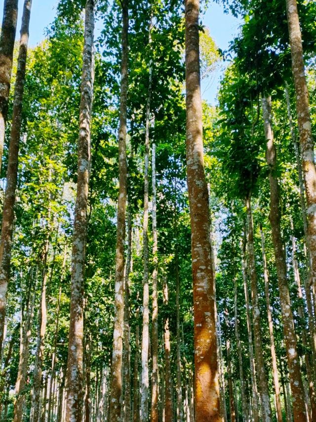 Hunan Botanical Garden: A Floral Diversity Book in Changsha