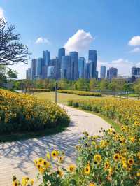 🌻深圳桂灣公園 | 邂逅宮崎駿同款向日葵花海