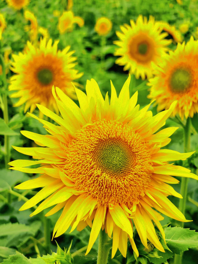 🌻邂逅廣州限定浪漫！向日葵花海美出圈