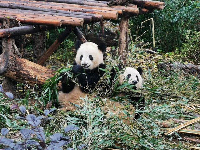 成都大熊猫繁育研究基地｜避開人潮的在地玩法