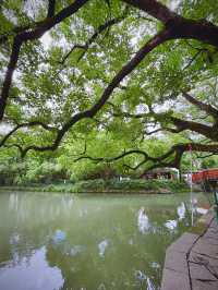 西溪煙雨後：濕地嘅朦朧水墨技法，濕地植物嘅棱鏡折射藝術