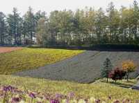 🌿 Discover the Best of Furano – Nature, Cheese, Lavender, and Wine