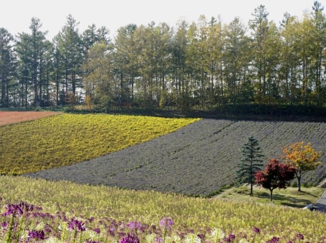 🌿 Discover the Best of Furano – Nature, Cheese, Lavender, and Wine