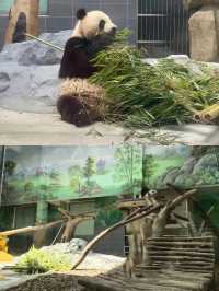 梅雨季同暑假都啱玩嘅溫州大熊貓館親子遊攻略