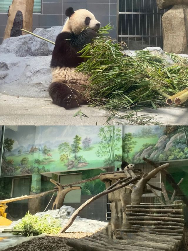 梅雨季同暑假都啱玩嘅溫州大熊貓館親子遊攻略