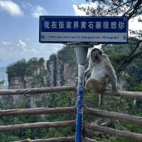 Detailed 2 Day (of 4) Itinerary for Zhangjiajie - Zhangjiajie National Forest Park