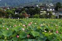 安家19℃春天，邂逅慢活詩意
