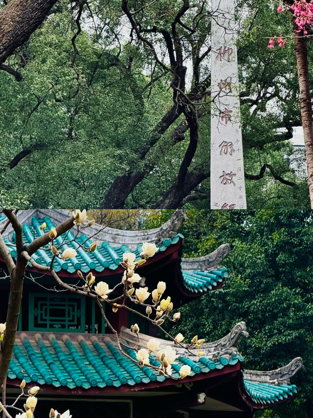 漫步柳侯尋古韻