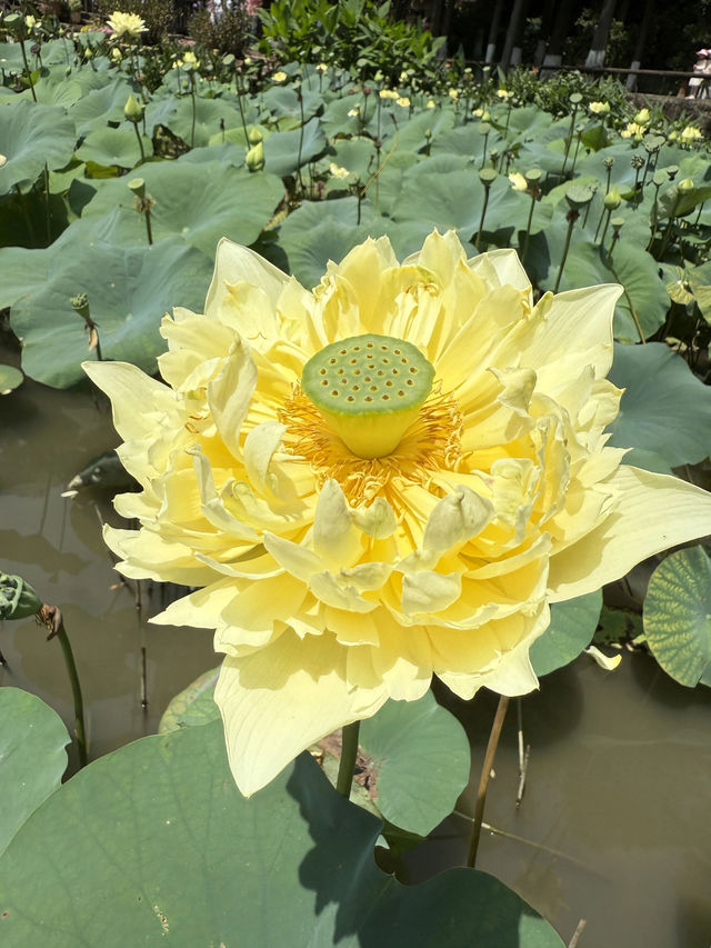 盛夏時節，一定要去一趟廣州蓮花山啊