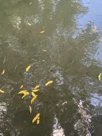 一見傾心西湖遊