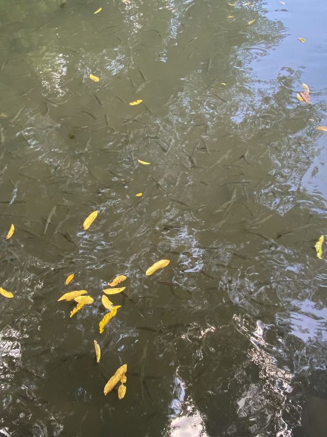 一見傾心西湖遊