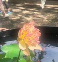 蘇州2天1夜深度遊｜解鎖骨子裡的風雅，這麼玩才不枉此行！