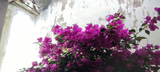 綠意依然、鮮花盛開的留園