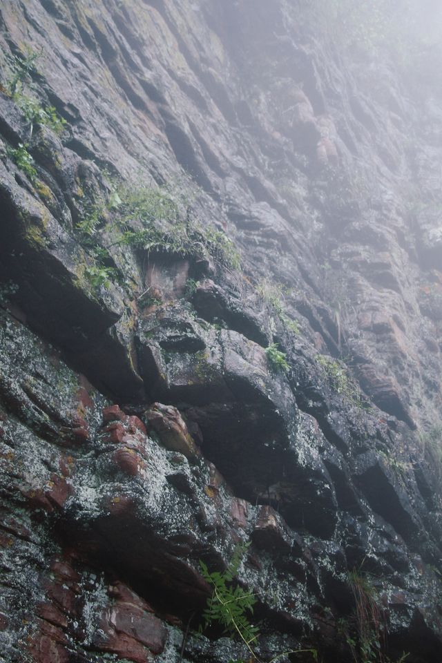 迷境尋鮮