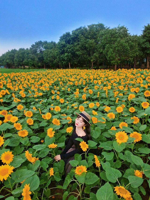 無錫免費向日葵花海闖入梵高的金色夢境。