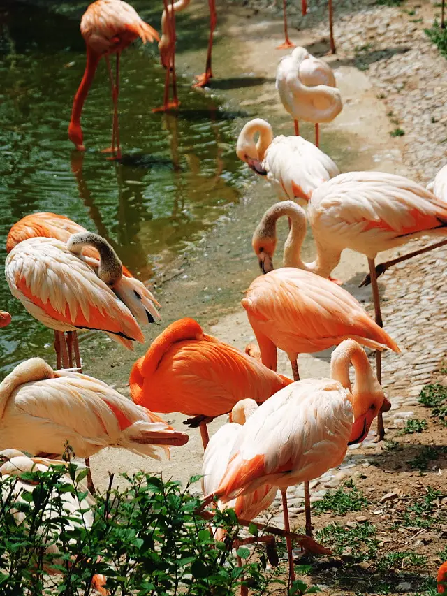 Dalian Forest Zoo｜Super Smooth Non-Stop Play Route + Complete Performance Guide～Here We Go