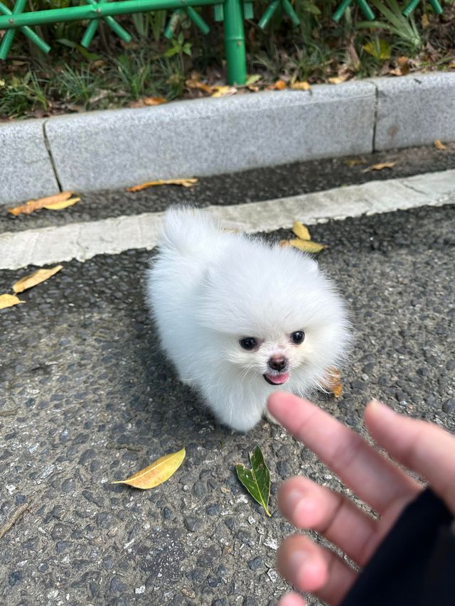 在東莞發現了一片超治癒的綠色仙境！東莞植物園真的太適合週末放鬆了，隨手拍都是大片，根本停不下來～  