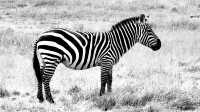 Exceptional Safari Adventure