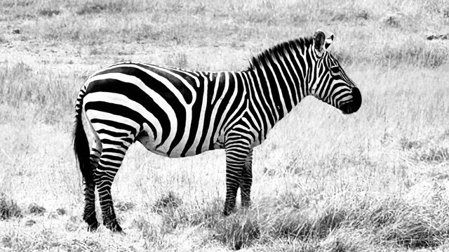 Exceptional Safari Adventure