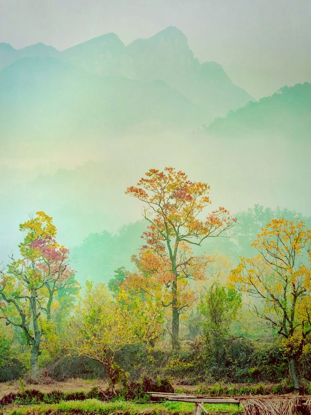 紅橙黃綠 ，最美秋天