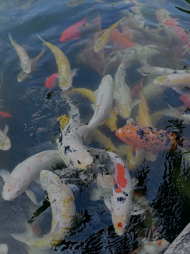 深圳人必衝！99%不知道的寶藏錦鯉園林