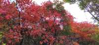 濟南小眾紅葉景觀