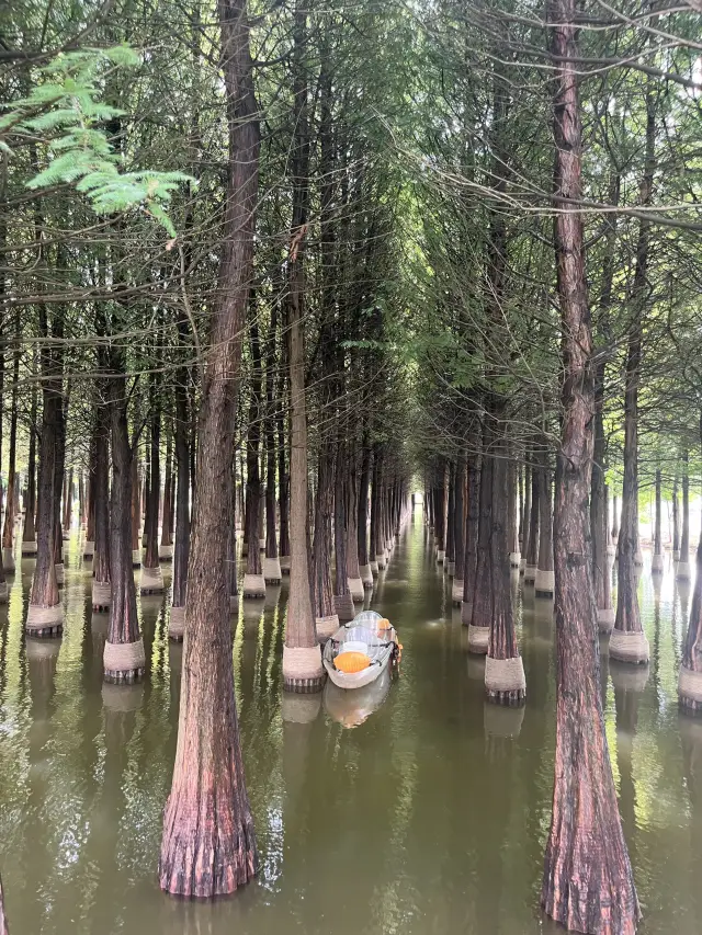 Kunming Haihong Wetland Park｜Leisure Time Among the Trees