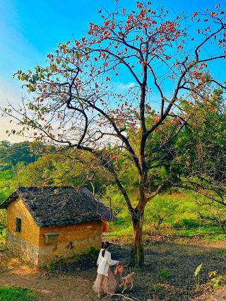 廣州也有秋景 獲取秋天的果實