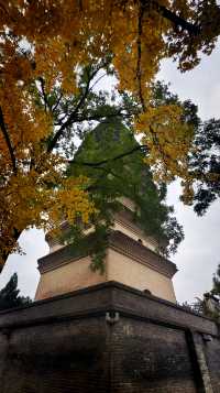 秋日去小雁塔感受歷史的厚重與自然和諧交融吧