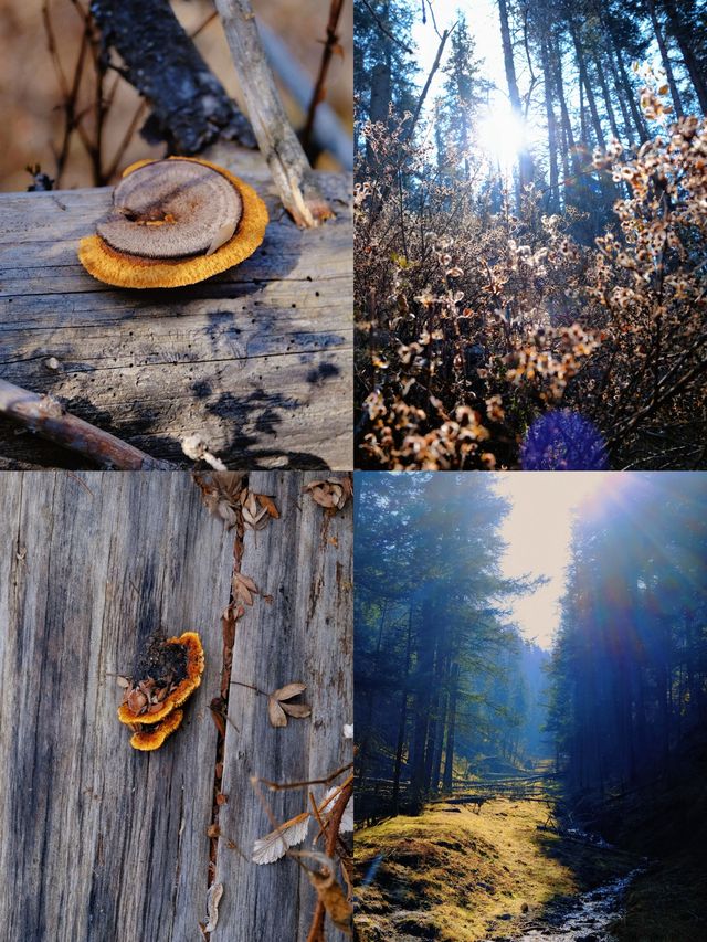 免費吸氧地！貴德江拉旅遊實用筆記