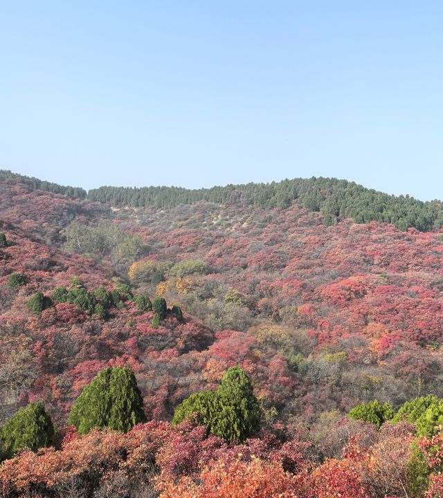 濟南賞秋之紅葉谷 濟南賞秋之紅葉谷