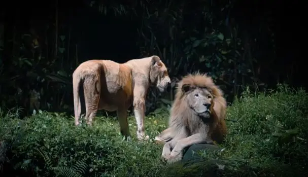 月光下的叢林:探索萬態的夜間野生動物園