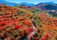 三水源紅葉季親子烤地瓜活動