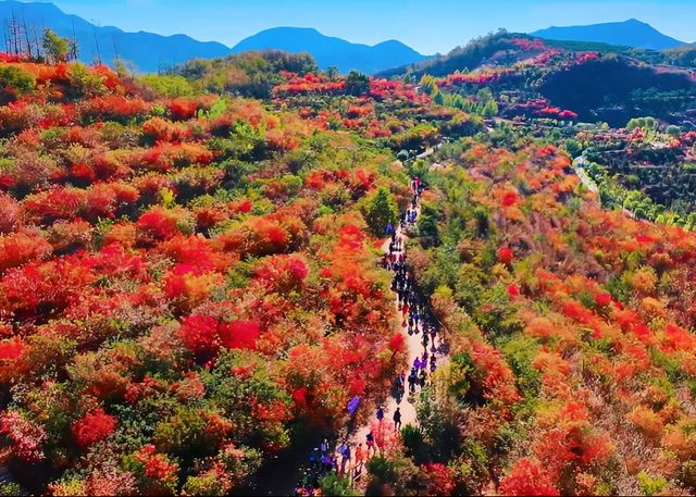 三水源紅葉季親子烤地瓜活動 三水源紅葉季親子烤地瓜活動