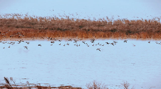 不用追著鳥群跑，這家酒店直接把「候鳥天堂」端到你窗邊
