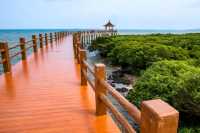 湛江,藏著一片會發光的海!這份保姆級攻略請收好!