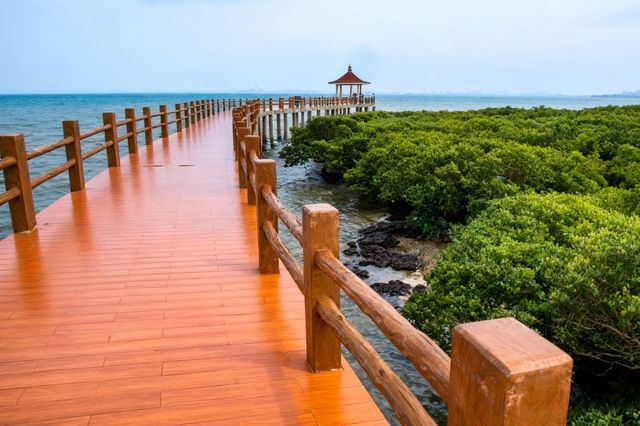 湛江,藏著一片會發光的海!這份保姆級攻略請收好! 湛江,藏著一片會發光的海!這份保姆級攻略請收好!