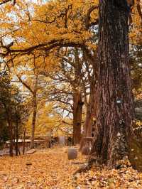 人少!景美!秋季來衡山到這才能值回票價