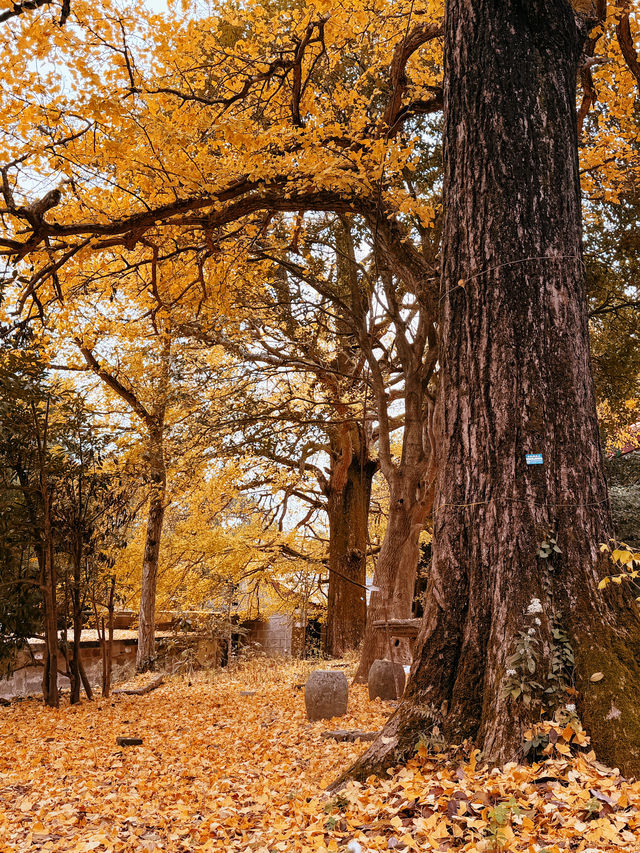 人少!景美!秋季來衡山到這才能值回票價 人少!景美!秋季來衡山到這才能值回票價