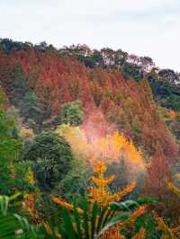 成都周邊必打卡絕美金黃銀杏林拍照攻略